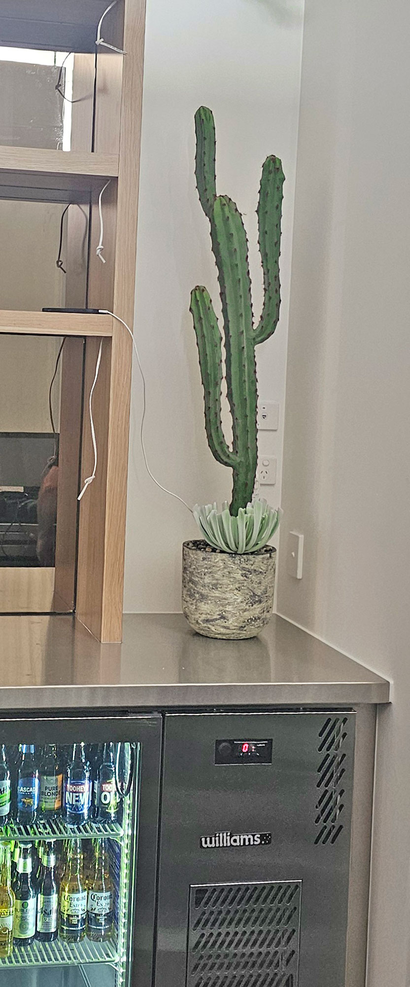Cactii- Candelebra Cactus 1.3m