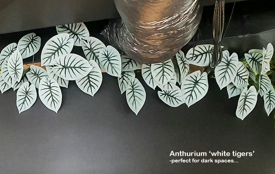 Anthurium 'white-tiger'