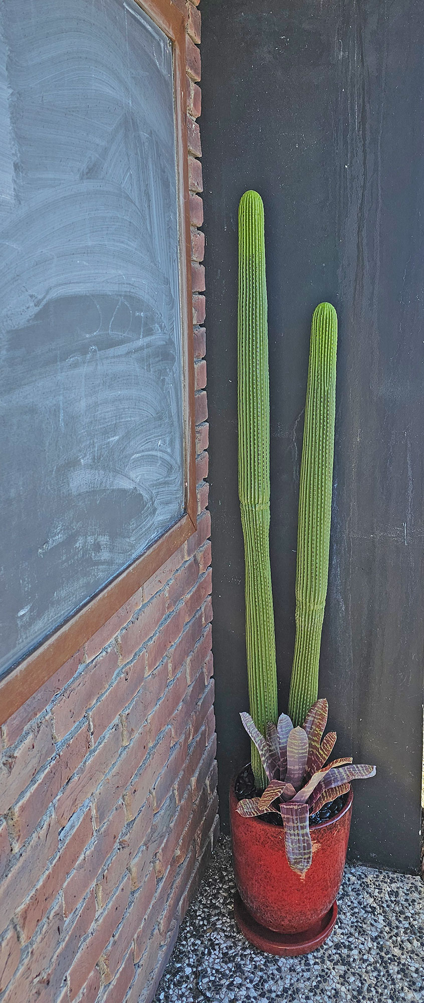 Cactii- Column Cactus 1.45m
