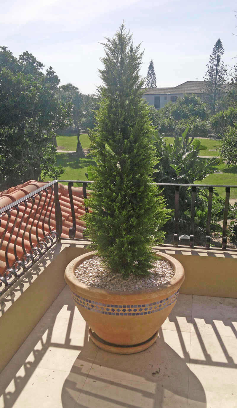 Cypress Pine UV 1.8m 