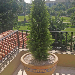Cypress Pine UV 1.8m  - artificial plants, flowers & trees - image 3