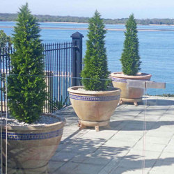 Cypress Pine UV 1.8m  - artificial plants, flowers & trees - image 2