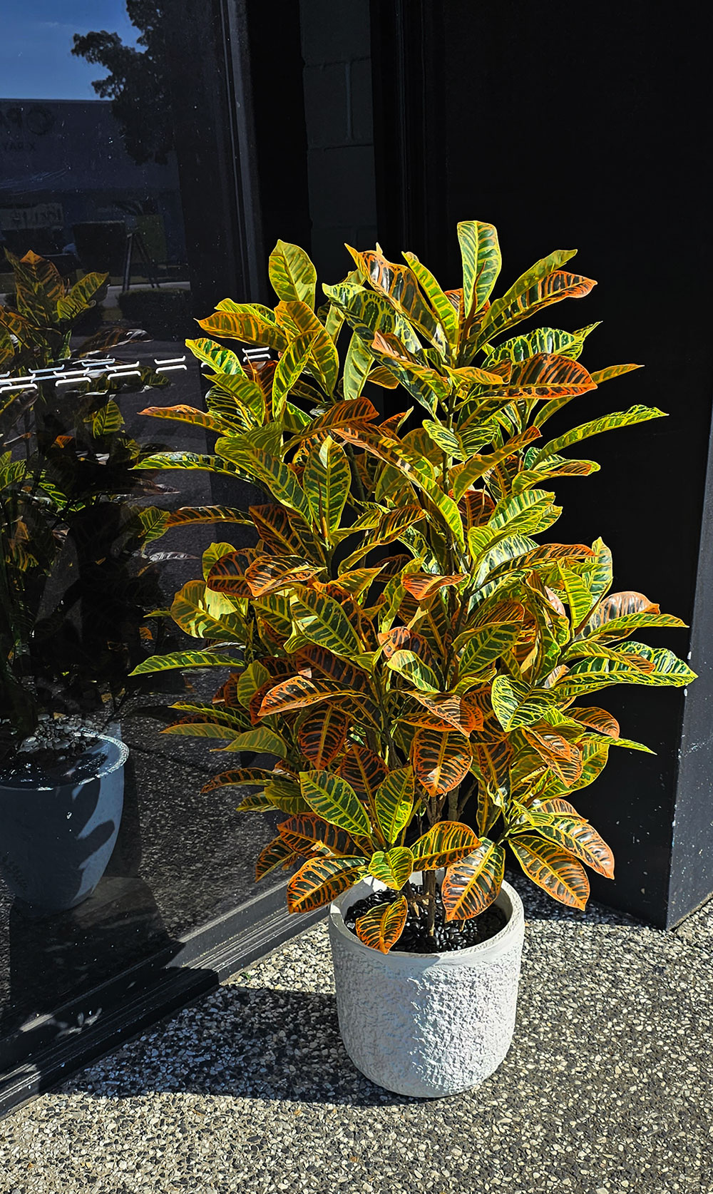 Croton 1.5m