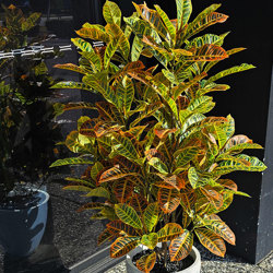 Croton 1.5m - artificial plants, flowers & trees - image 2