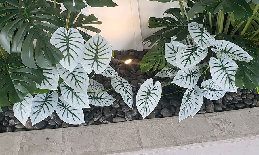 Anthurium 'white-tiger'