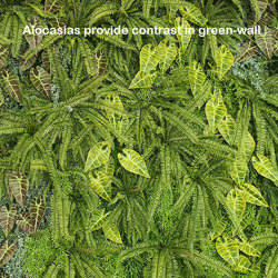 Alocasia 'gold tiger' 75cm - artificial plants, flowers & trees - image 4