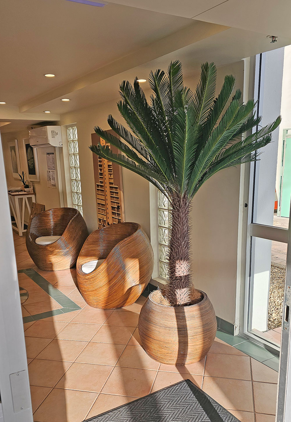 Cycad Palm 2m