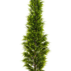 Cypress Pine [indoor]  2.1m - artificial plants, flowers & trees - image 4