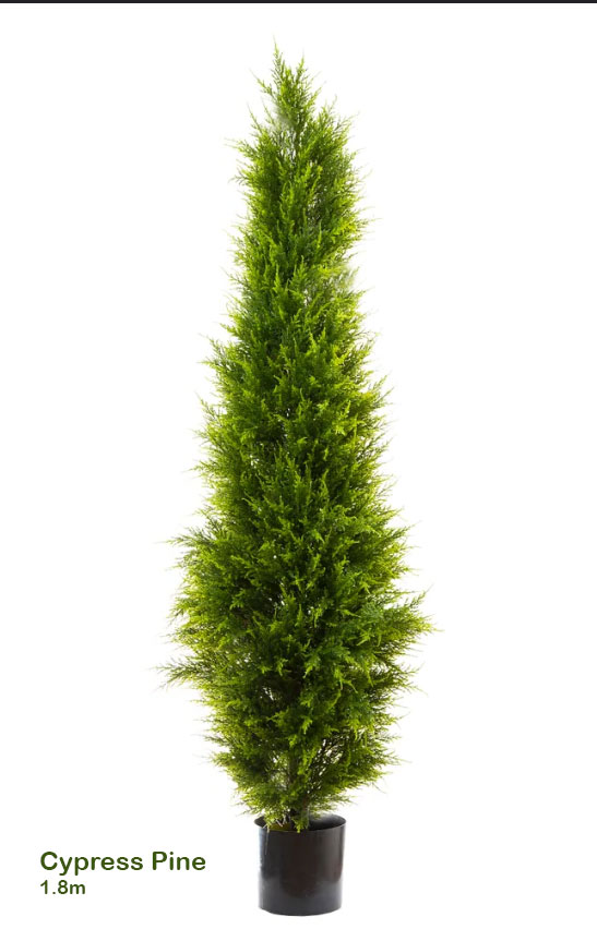 Cypress Pine [indoor]  2.1m