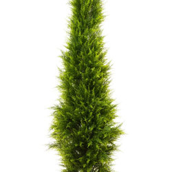Cypress Pine [indoor]  2.1m - artificial plants, flowers & trees - image 3
