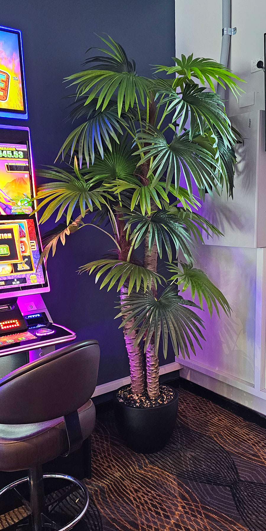 Fan Palm 2.4m [lge foliage]