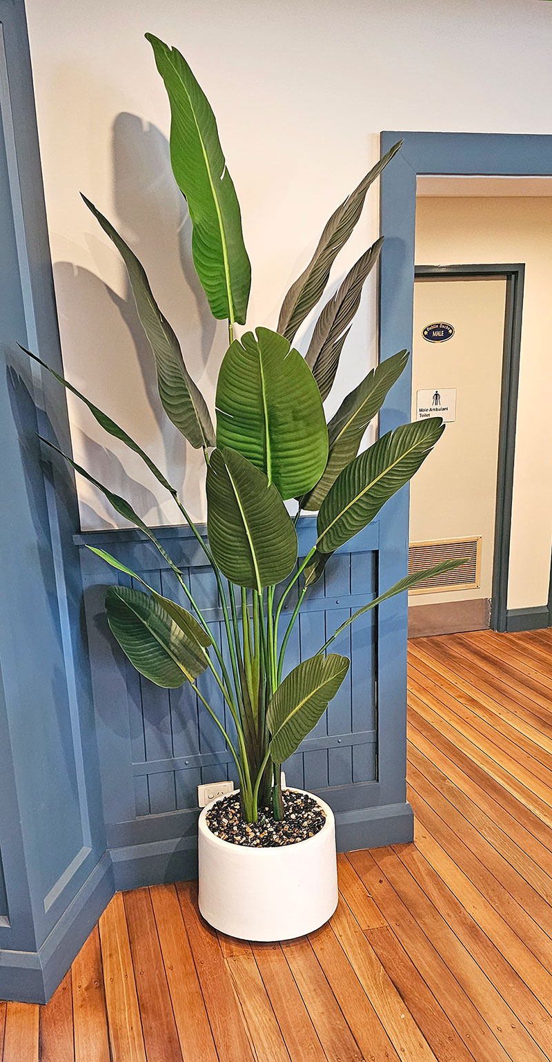 Heliconia Palms- 1.8m