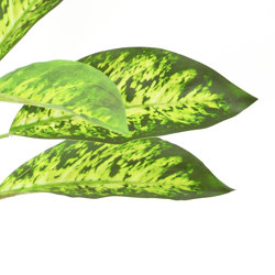 Diefenbachia 80cm - artificial plants, flowers & trees - image 1