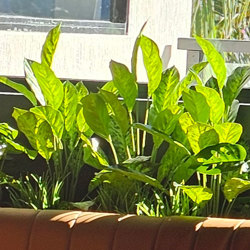 Diefenbachia 80cm - artificial plants, flowers & trees - image 2