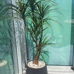Dracaena- mini-yucca 1.5m with 6 heads - artificial plants, flowers & trees - image 2