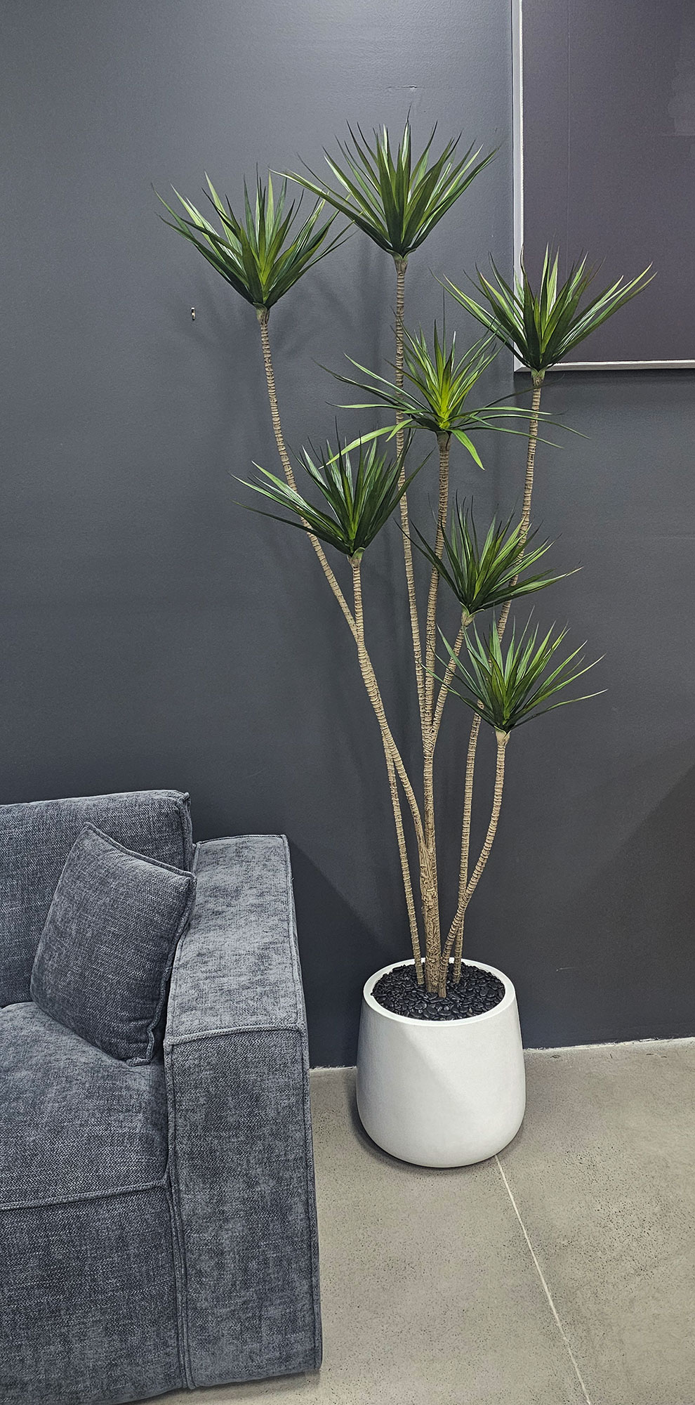 Dracaena Marginata Tree- 1.8m with 5 heads 