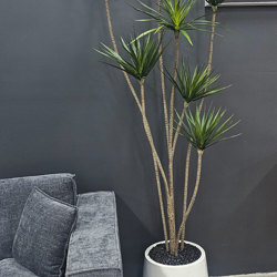 Dracaena Marginata Tree- 1.8m with 5 heads  - artificial plants, flowers & trees - image 2