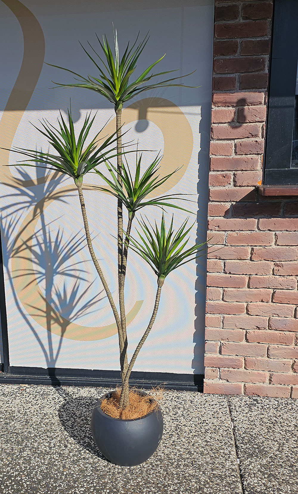 Dracaena Marginata Tree- 1.8m with 5 heads 