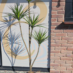 Dracaena Marginata Tree- 1.8m with 5 heads  - artificial plants, flowers & trees - image 4