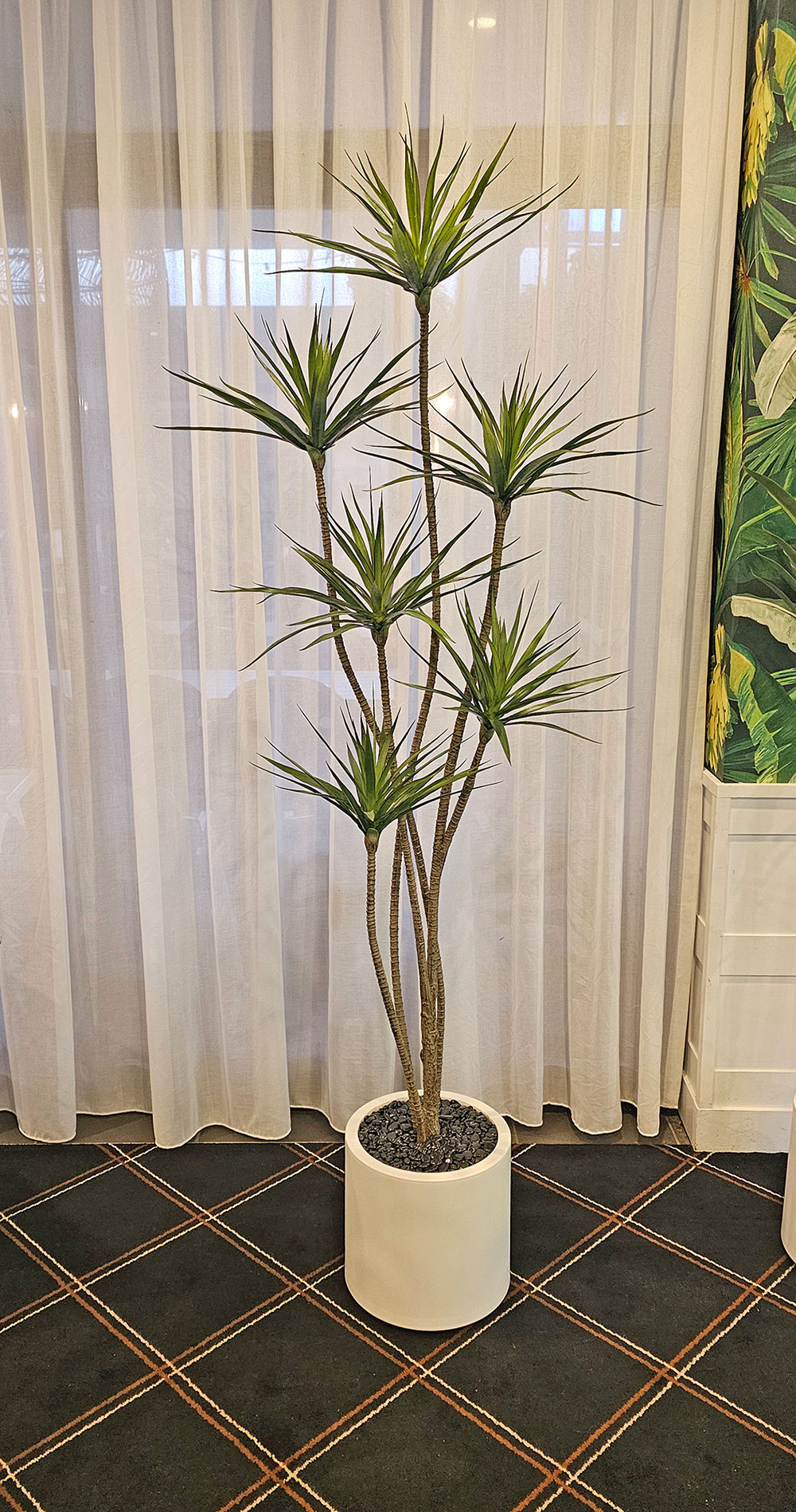 Dracaena Marginata Tree- 1.8m with 5 heads 