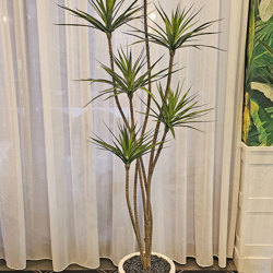 Dracaena Marginata Tree- 1.8m with 5 heads  - artificial plants, flowers & trees - image 1