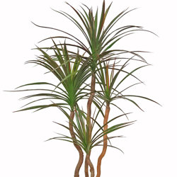 Dracaena- mini-yucca 1.2m with 4 heads - artificial plants, flowers & trees - image 5