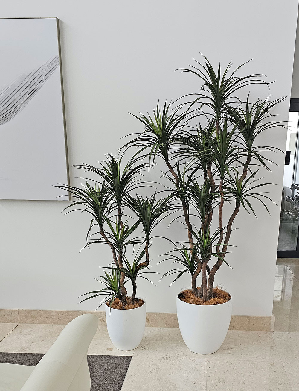 Dracaena- mini-yucca 1.2m with 4 heads
