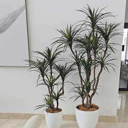 Dracaena- mini-yucca 1.2m with 4 heads - artificial plants, flowers & trees - image 4