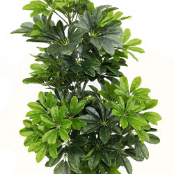 Dwarf Umbrella [schefflera] 1.1m - artificial plants, flowers & trees - image 2