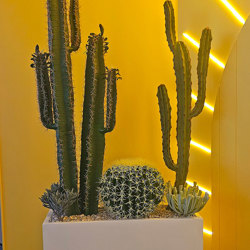 Cactii- Candelebra Cactus 1.3m - artificial plants, flowers & trees - image 4