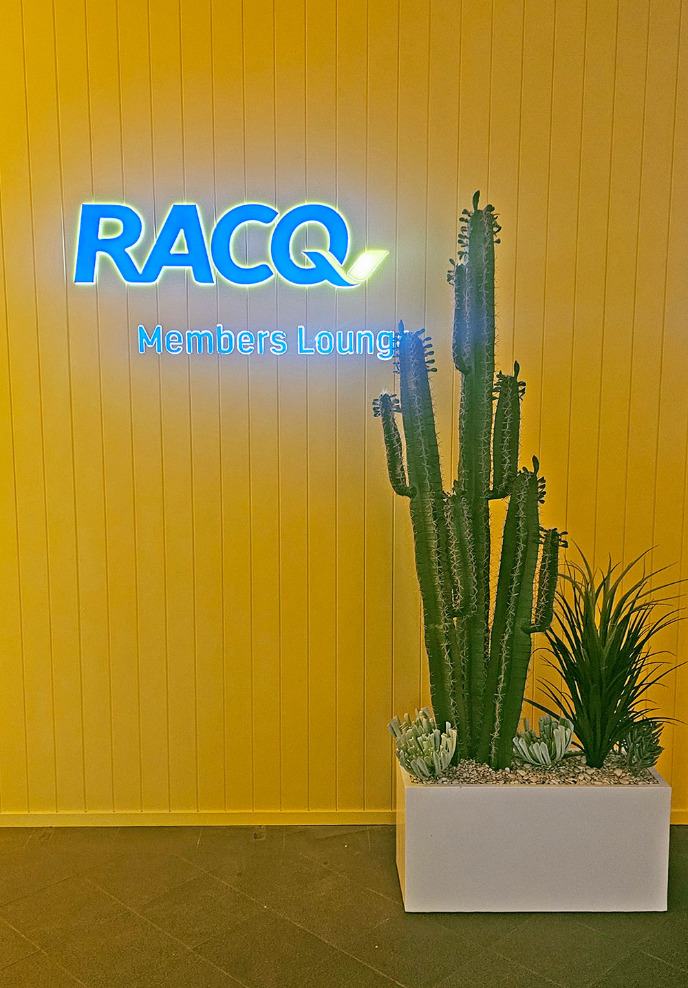 Cactii- Arizona Cactus 2m triple-stem