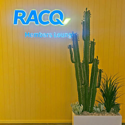 Cactii- Arizona Cactus 2m triple-stem - artificial plants, flowers & trees - image 3
