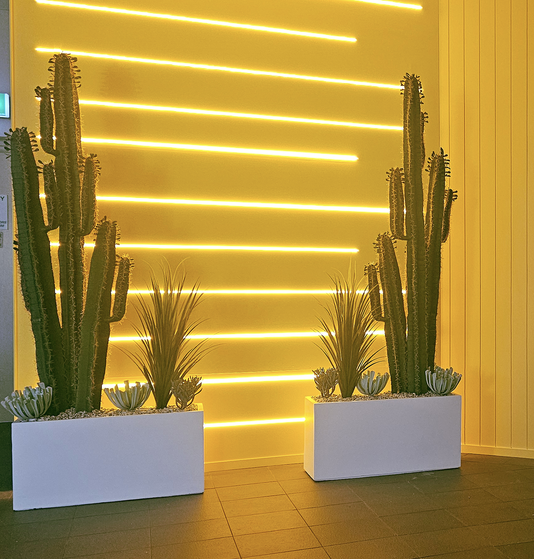 Cactii- Arizona Cactus 2m triple-stem