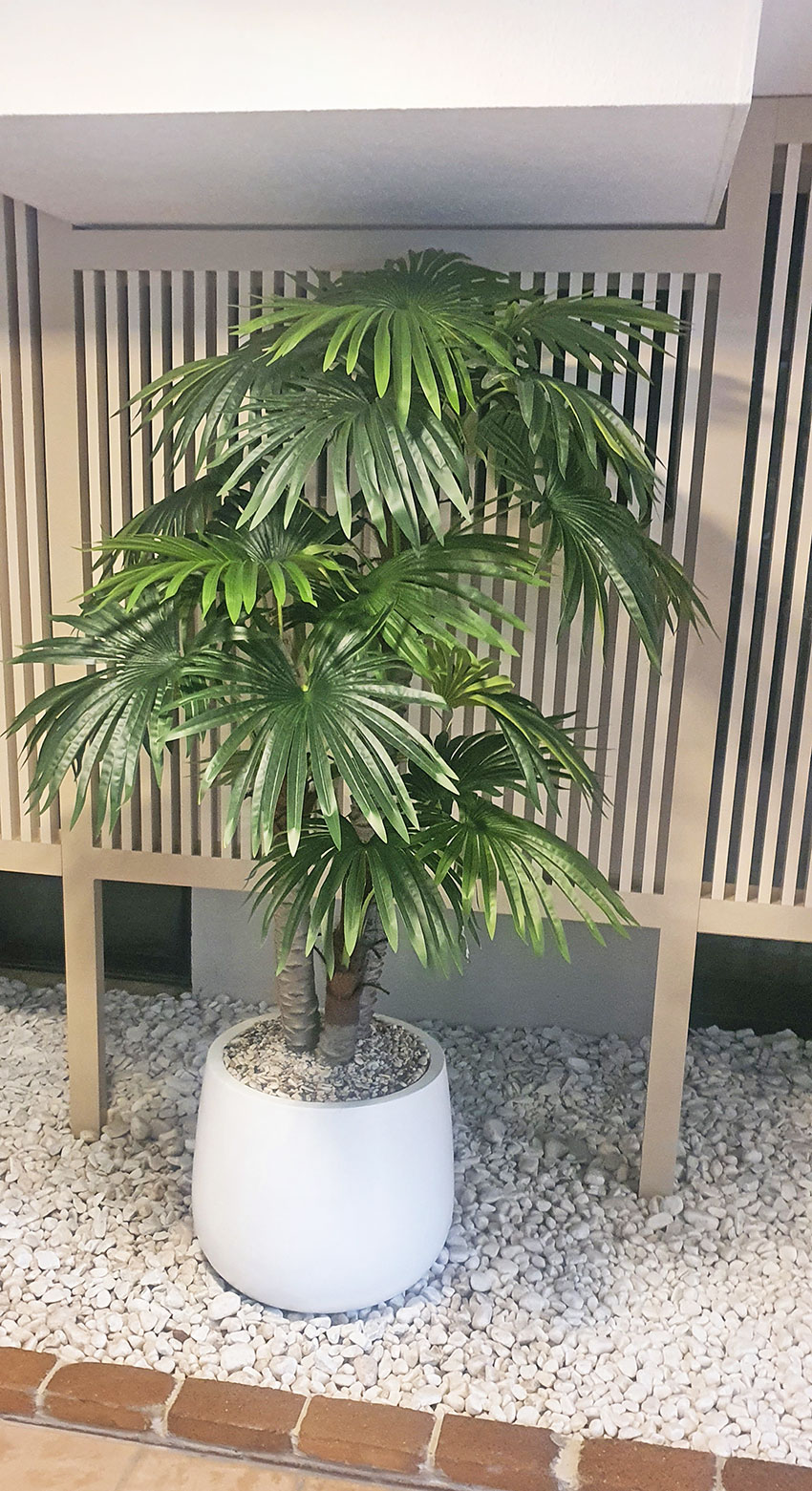 Fan Palm 2.4m [lge foliage]