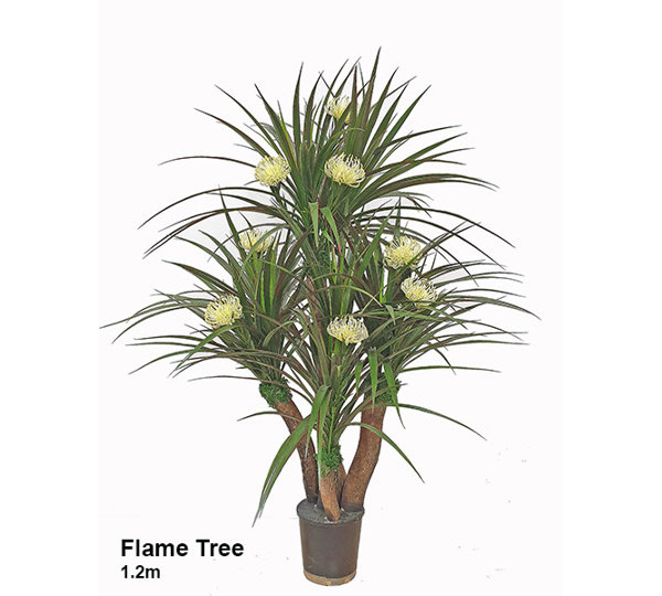 Flame Trees 1.2m