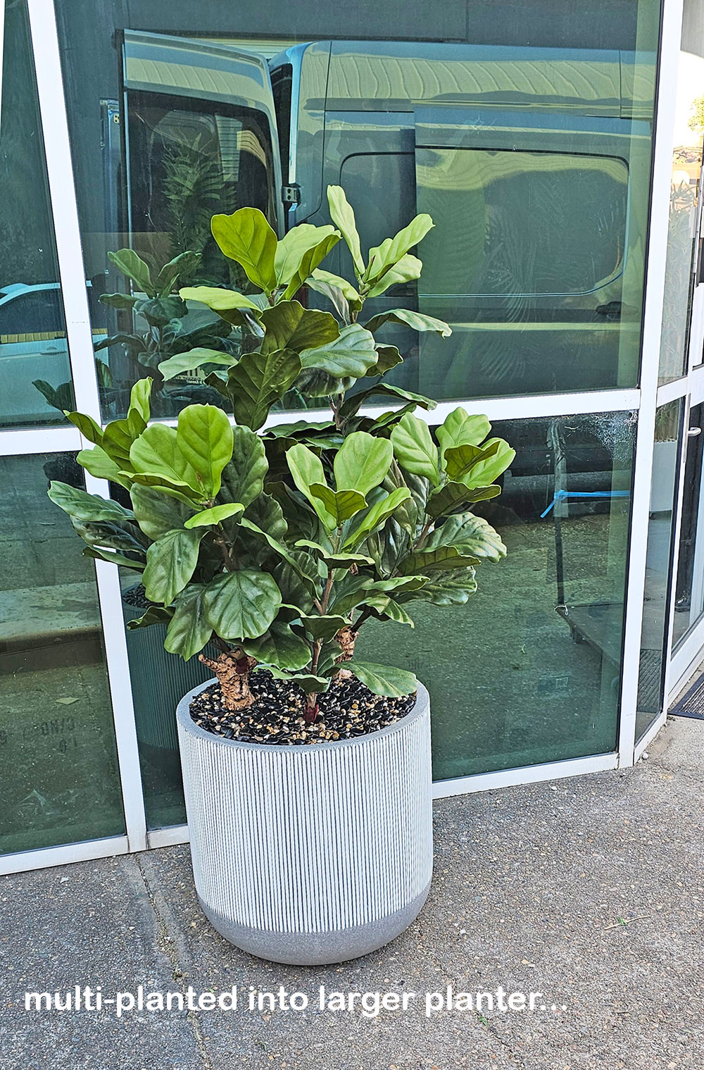 Fiddle-Leaf Ficus 1.1m UV
