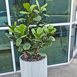 Fiddle-Leaf Ficus 1.1m UV - artificial plants, flowers & trees - image 3