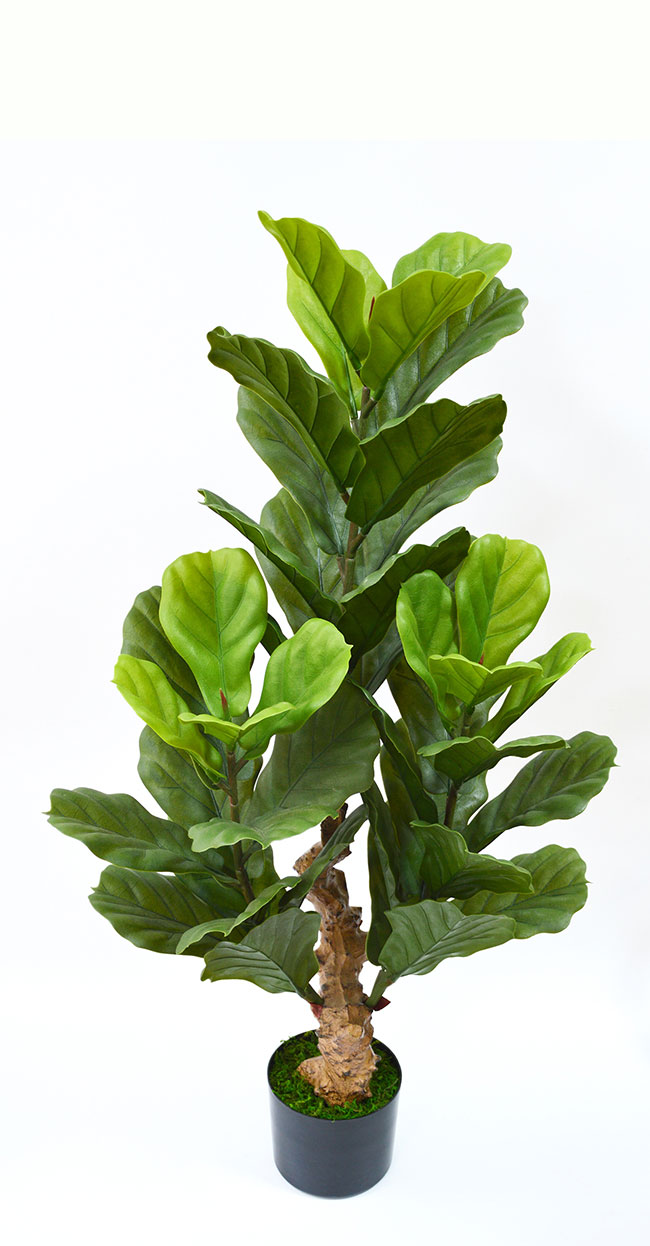 Fiddle-Leaf Ficus 1.1m UV