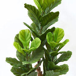 Fiddle-Leaf Ficus 1.1m UV - artificial plants, flowers & trees - image 4
