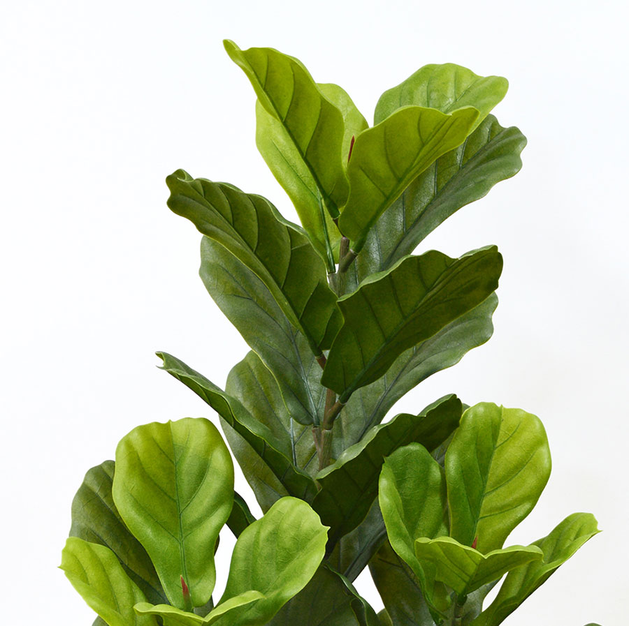 Fiddle-Leaf Ficus 1.1m UV
