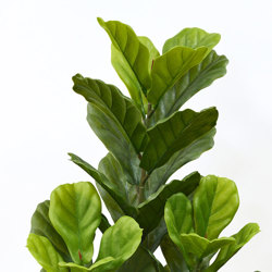 Fiddle-Leaf Ficus 1.1m UV - artificial plants, flowers & trees - image 1