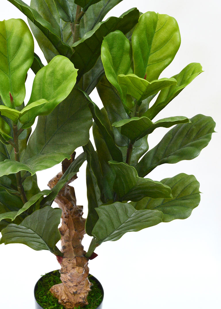 Fiddle-Leaf Ficus 1.1m UV