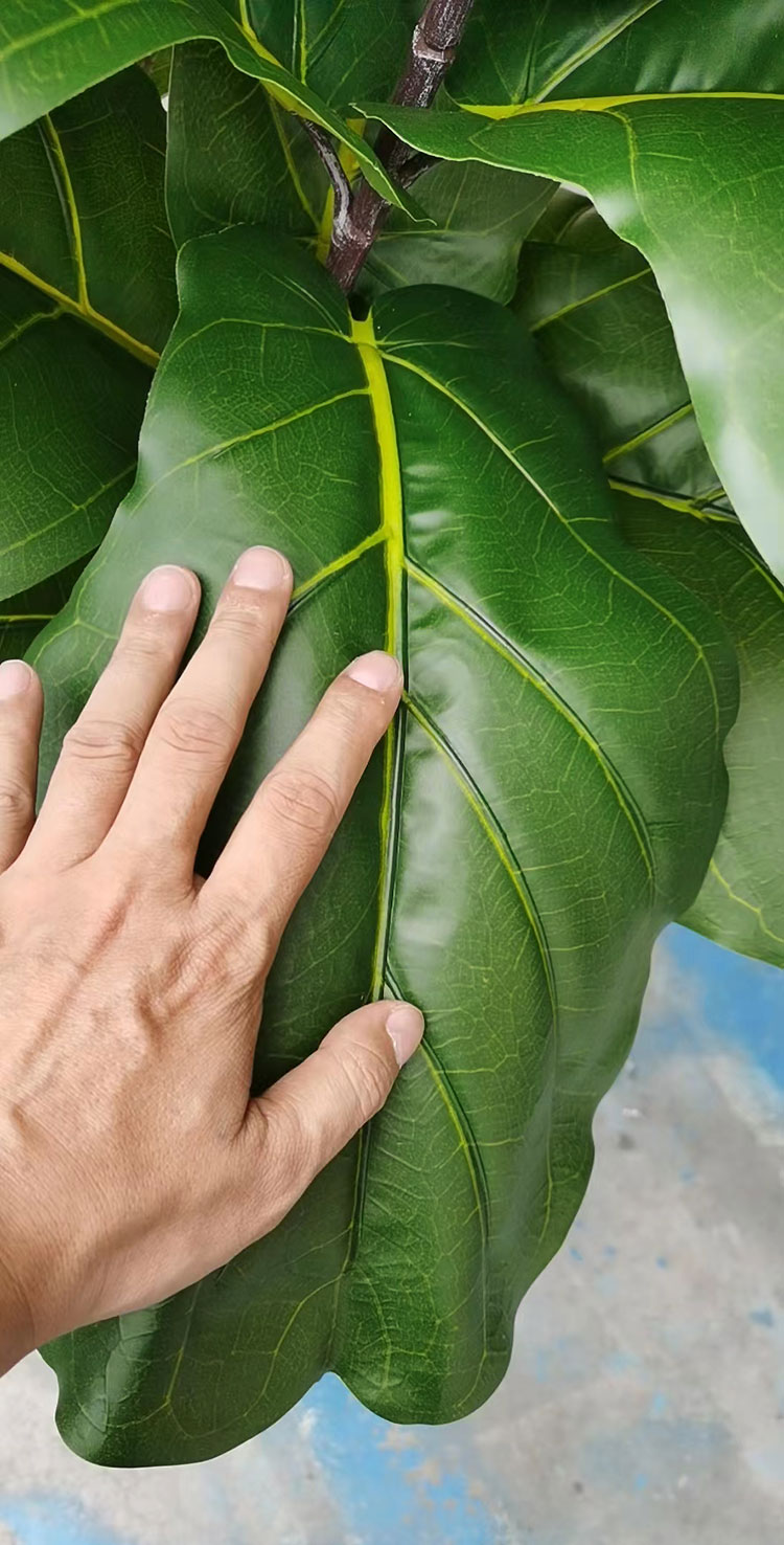 Fiddle-Leaf Ficus 'giant-leaf' 1.9m (deluxe)