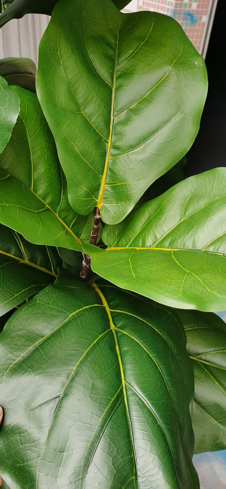 Fiddle-Leaf Ficus 'giant-leaf' 1.9m (deluxe)