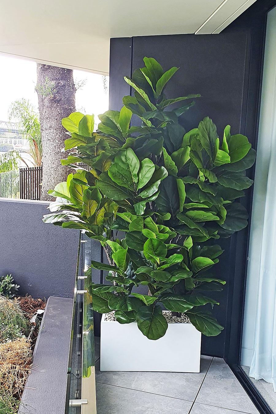 Fiddle-Leaf Ficus 'giant-leaf' 1.9m (deluxe)