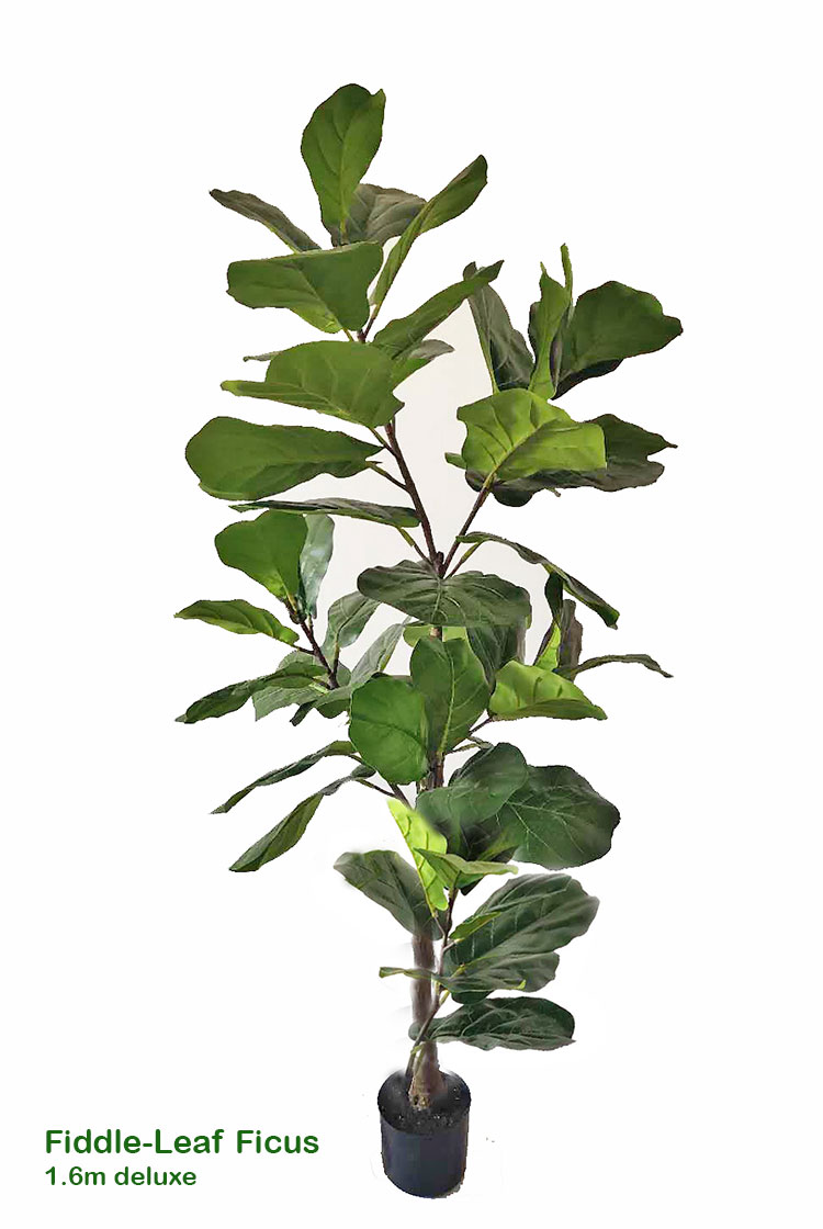 Trough Planters- with Fiddle-Leaf Ficus 1.65m tall