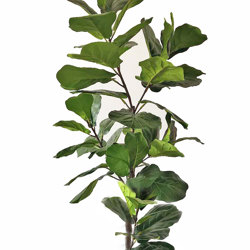 Trough Planters- with Fiddle-Leaf Ficus 1.65m tall - artificial plants, flowers & trees - image 3