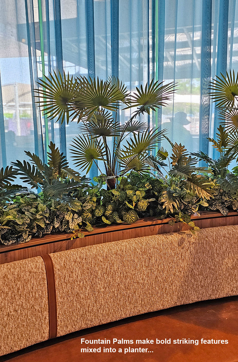 Fountain Palm 1.1m