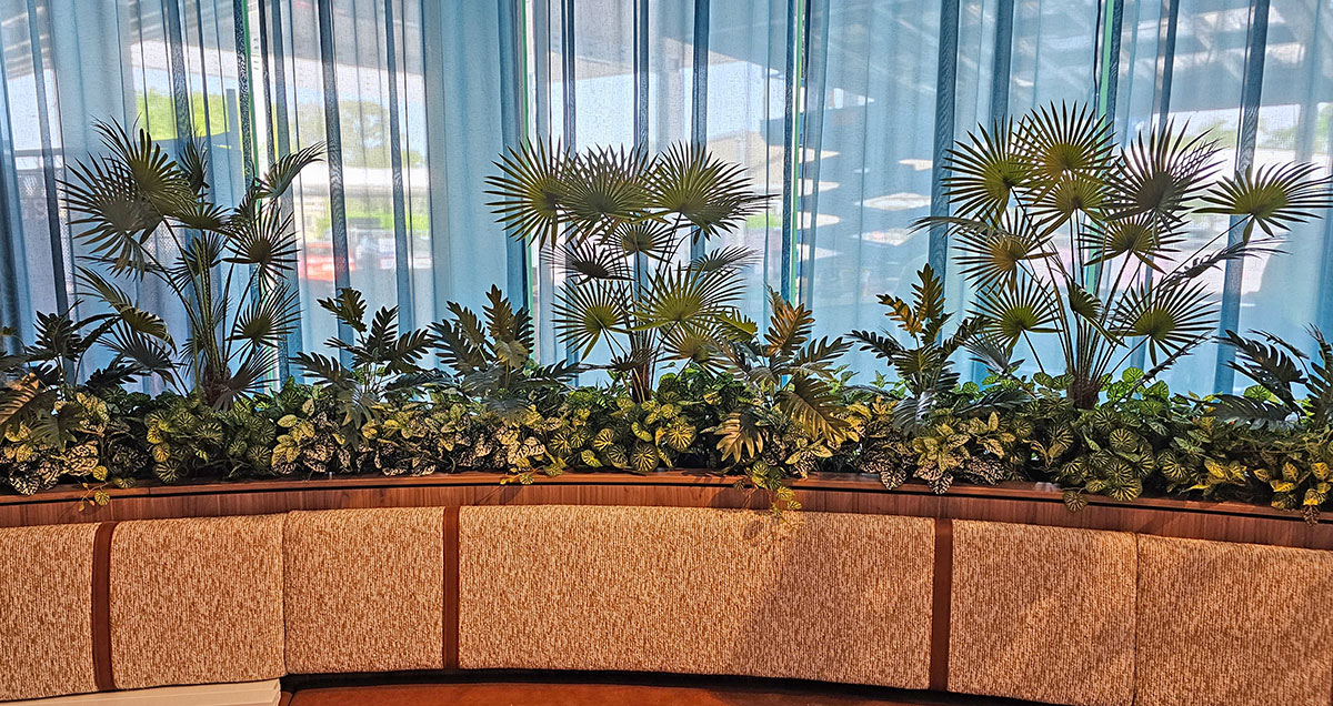 Fountain Palm 1.1m