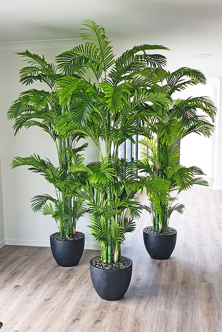 Golden Cane Palm 1.8m